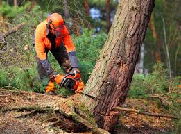 Best Tree Preservation Services  in Rogers, MN